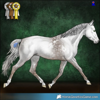 Horse Color:Gray White Spotted Chocolate Palomino