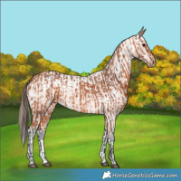 Horse Color:Bay  and Bay Appaloosa 