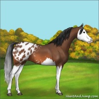 Horse Color:Bay Splash Appaloosa 
