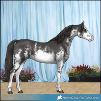 Horse Color:Platinum White Spotted Liver Chestnut Sabino 