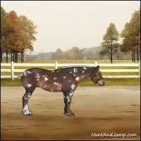 Horse Color:White Spotted Liver Chestnut Sabino