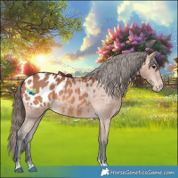 Horse Color:Bay Appaloosa 