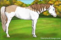 Horse Color:Red Dun Splash 