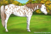 Horse Color:Chestnut Splash Appaloosa 