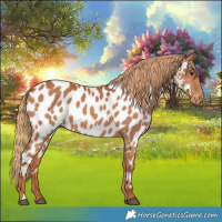 Horse Color:Chestnut Near Leopard 