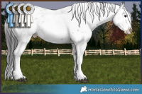 Horse Color:Grullo Sabino Splash 