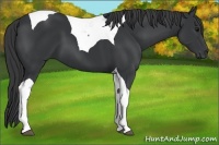 Horse Color:Black Tobiano 