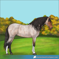 Horse Color:Bay Roan Tobiano Rabicano 
