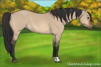 Horse Color:Bay Dun