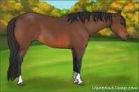 Horse Color:Bay Tobiano 