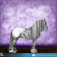 Horse Color:Black Ice Appaloosa Rabicano 