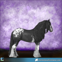 Horse Color:White Spotted Black Appaloosa 