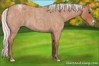 Horse Color:Silver Bay Roan Varnish 