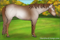 Horse Color:Gray Chestnut 