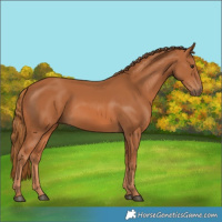 Horse Color:Chestnut 