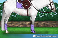 Horse Color:Gray White Spotted Bay Roan 
