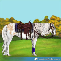 Horse Color:Chocolate Silver Buckskin Sabino 