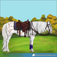 Horse Color:Chocolate Silver Brown Roan Appaloosa 