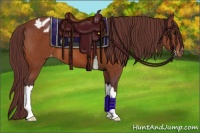 Horse Color:Chocolate Buckskin Appaloosa