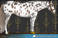 Horse Color:White Spotted Liver Chestnut Near Leopard 