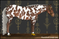 Horse Color:Liver Chestnut Mushroom Appaloosa 