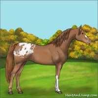 Horse Color:Chestnut Blanket 