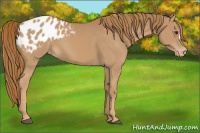 Horse Color:Chestnut Appaloosa 