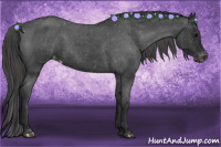 Horse Color:Blue Roan Appaloosa Rabicano 