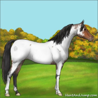 Horse Color:Bay Roan Appaloosa 