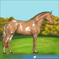 Horse Color:White Spotted Chestnut 