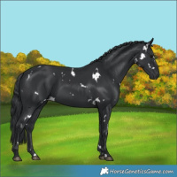 Horse Color:White Spotted Black 