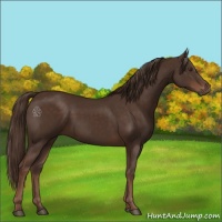 Horse Color:Liver Chestnut 