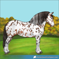 Horse Color:Bay Appaloosa 