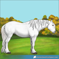 Horse Color:Gray Chestnut Sabino