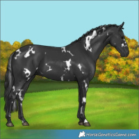 Horse Color:White Spotted Black 
