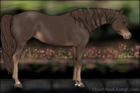 Horse Color:Liver Chestnut 