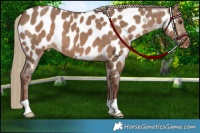Horse Color:Liver Red Dun Appaloosa