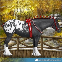 Horse Color:Black Near Leopard 