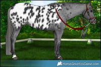Horse Color:Black Appaloosa