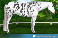 Horse Color:Black Appaloosa