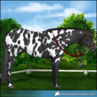 Horse Color:Black Appaloosa