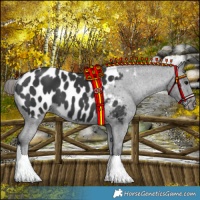 Horse Color:Black Near Leopard 