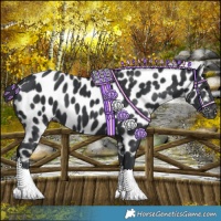 Horse Color:Black Near Leopard 
