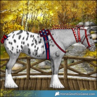 Horse Color:Black Appaloosa 