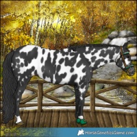 Horse Color:Black Appaloosa 