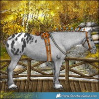 Horse Color:Black Appaloosa