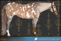 Horse Color:Bay Dun Appaloosa 