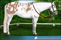 Horse Color:Red Dun Appaloosa 