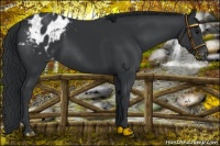 Horse Color:Black Appaloosa 