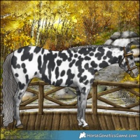 Horse Color:Black Near Leopard 